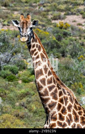 Kopf und langer Hals einer Giraffe im Indalu Game Reserve in Mossel Bay, Südafrika Stockfoto