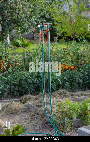 Gartenbewässerungssystem mit zwei Bewässerungsschläuchen und Sprühgeräten in einem Gemüsegarten mit frischen Pflanzen an einem sonnigen Tag Stockfoto