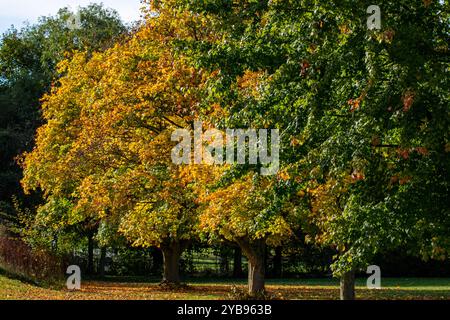 Eine malerische Szene mit Bäumen im Herbst. Im Vordergrund sind Bäume mit leuchtenden gelben und orangen Blättern zu sehen, während der Hintergrund üppig grün ist Stockfoto