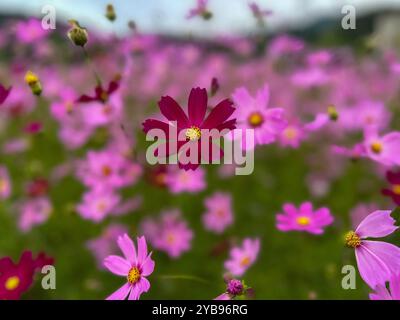 Bild von Kosmos-Blüten in voller Blüte Stockfoto