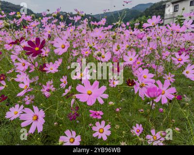 Bild von Kosmos-Blüten in voller Blüte Stockfoto