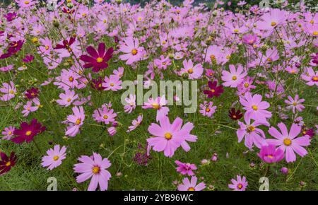 Bild von Kosmos-Blüten in voller Blüte Stockfoto