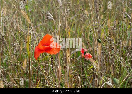 Letzte Blume im Herbst: Ein Mohn zwischen verbrauchten Kräutern, Gräsern und Körnern Stockfoto