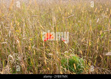 Letzte Blume im Herbst: Ein Mohn zwischen verbrauchten Kräutern, Gräsern und Körnern Stockfoto