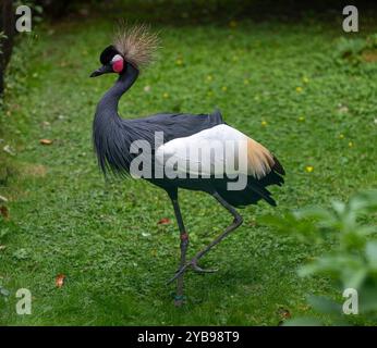 Der graue Kronenkran „Balearica regulorum“, auch als goldener Haubenkran bekannt, ist ein Vogel aus der Kranfamilie Gruidae. Stockfoto