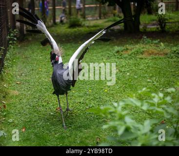 Der graue Kronenkran „Balearica regulorum“, auch als goldener Haubenkran bekannt, ist ein Vogel aus der Kranfamilie Gruidae. Stockfoto
