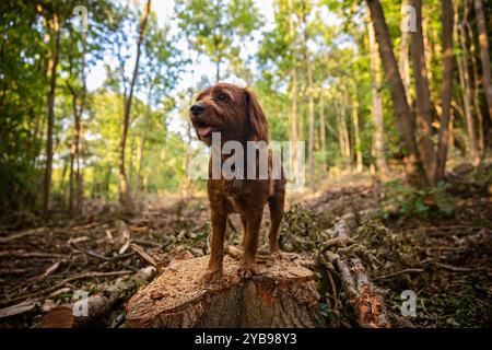 Der Cavapoo oder Cavoodle ist eine Kreuzung aus einem Cavalier King Charles Spaniel und einem Poodle Stockfoto