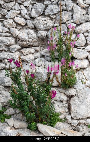 Rosafarbene und rote Steinblumen und Pflanzen, die wild in einer Steinmauer in Griechenland wachsen. Stockfoto
