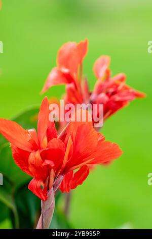 Hellrote Canna Lilien oder Canna Lily Pflanze vor grünem Bokeh Hintergrund. Stockfoto