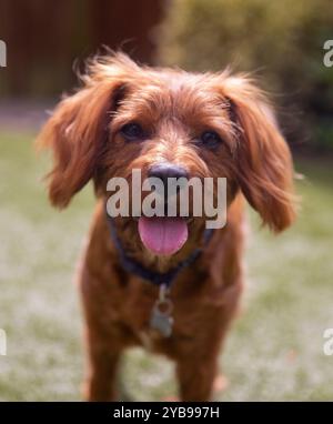 Cavapoo Porträt – der Cavapoo oder Cavoodle ist eine Kreuzung aus einem Cavalier King Charles Spaniel und einem Poodle Stockfoto
