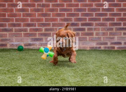 Cavapoo spielt im Garten – Cavapoo oder Cavoodle ist eine Kreuzung aus einem Cavalier King Charles Spaniel und einem Poodle Stockfoto