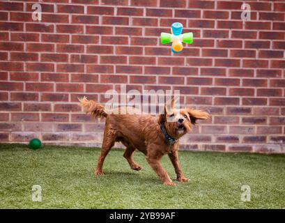 Cavapoo spielt im Garten – Cavapoo oder Cavoodle ist eine Kreuzung aus einem Cavalier King Charles Spaniel und einem Poodle Stockfoto