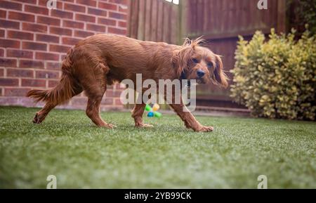 Cavapoo spielt im Garten – Cavapoo oder Cavoodle ist eine Kreuzung aus einem Cavalier King Charles Spaniel und einem Poodle Stockfoto