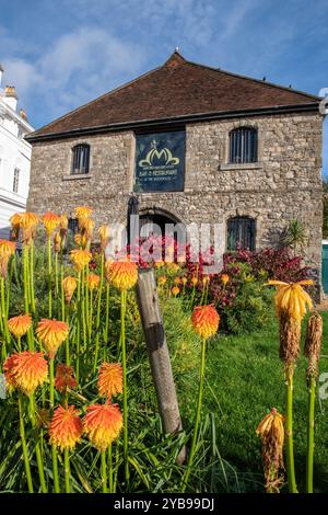 Rote heiße Pokerblüten wachsen auf einem Rasen vor dem mittelalterlichen Wollhaus im Hafen oder der maritimen Stadt Southampton, Hampshire, Großbritannien Stockfoto