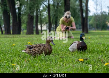 Eine Frau kniet auf dem Gras und fokussiert sich darauf, Fotos von zwei Enten zu machen, die in einem lebhaften Park voller Löwenzahn unter klarem Himmel ruhen. Stockfoto