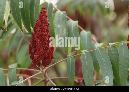 Frucht der Aailanthus. Ailanthus sind große, schnell wachsende Laubbäume. Stockfoto