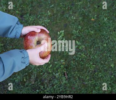 Für kleine Hände in blau-grüner Jacke, die großen roten Reifen Apfel hält, grasbewachsene Fläche als Hintergrund, Outdoor, natürliche Umgebung. Selbst angebaute Bio-Produkte, vom Bauernhof bis zum Tisch, Herbsternte, Konzept für lokale Produkte Stockfoto