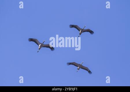 Migration. Drei Kraniche (Grus grus) fliegen gegen einen wolkenlosen Himmel Stockfoto