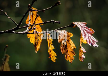 Der Herbst blättert auf einem Baum, der braun wird Stockfoto