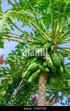 Ein blühender Papaya-Baum steht hoch und zeigt Gruppen grüner Früchte zwischen seinen großen Blättern, die sich im warmen Sonnenlicht in einer pulsierenden Garde erfreuen Stockfoto