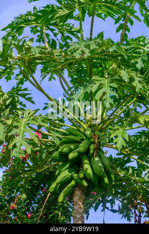 Ein üppiger Papaya-Baum steht hoch, gefüllt mit grünen Früchten, umgeben von lebendigem Laub unter einem klaren blauen Himmel, der die Schönheit von t zeigt Stockfoto