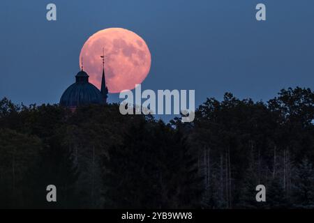 Cottbus, Deutschland. Oktober 2024. Der Vollmond befindet sich hinter dem Wasserturm im Landkreis Sachsendorf Cottbus. Aufgrund seiner relativ geringen Entfernung zur Erde erscheint der Mond heute besonders groß. Vermerk: Frank Hammerschmidt/dpa/Alamy Live News Stockfoto