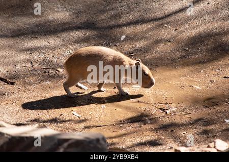 Capybara ist ein riesiges, kariertes Nagetier, das in Südamerika beheimatet ist. Es ist das größte lebende Nagetier Stockfoto