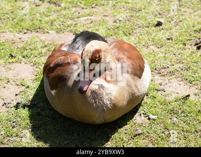 Ägyptische Gänse haben lange Hälse, lange rosa Beine, einen rosa Schirm und braune Augenflecken, die jedes Auge umschließen. Stockfoto