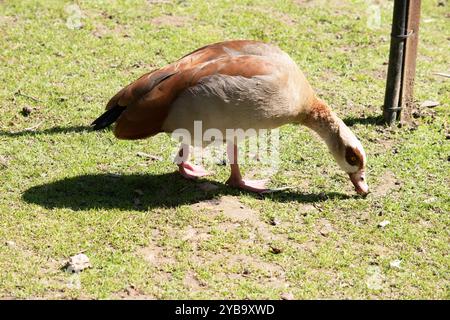 Ägyptische Gänse haben lange Hälse, lange rosa Beine, einen rosa Schirm und braune Augenflecken, die jedes Auge umschließen. Stockfoto