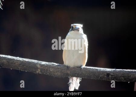 Der verängstigte eisvogel hat einen türkisblauen Rücken, einen türkisblauen Rumpf und Schwanz, weißes Unterteil und einen breiten cremefarbenen Kragen. Stockfoto