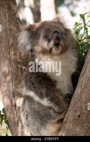 Der Koala hat einen großen runden Kopf, große pelzige Ohren und große schwarze Nase. Stockfoto