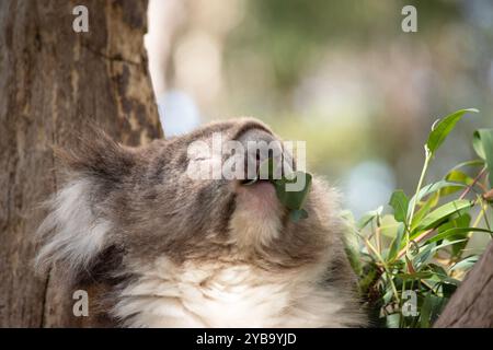 Der Koala hat einen großen runden Kopf, große pelzige Ohren und große schwarze Nase. Stockfoto