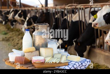 Frische Milchprodukte auf dem Tisch auf dem Hintergrund der Kühe im Stall Stockfoto
