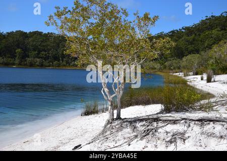 Lake Mackenzie der größte Süßwassersee der Welt mit Silica-Sand Stockfoto