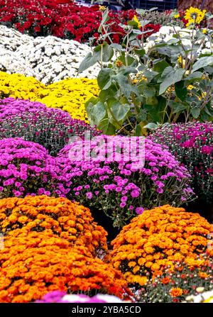 Herbstmutter pflanzt in einer Gärtnerei im Freien Stockfoto
