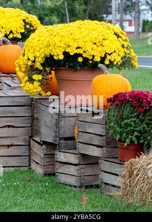 Topfmütter und Kürbisse ruhen auf Kisten für eine hübsche Herbstpräsentation Stockfoto