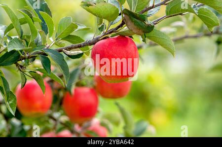 Köstliche rote Äpfel, die auf einem Zweig in einem Obstgarten in Michigan USA wachsen Stockfoto