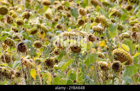 Ein düsterer Ort zeigt Tausende toter Sonnenblumen in einem Michigan-Feld in den USA Stockfoto