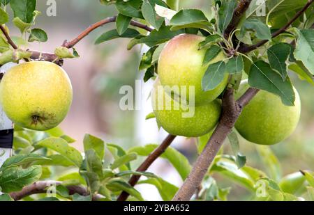 Granny smith Äpfel wachsen auf diesem Apfelbaum in einem Obstgarten in Michigan USA Stockfoto