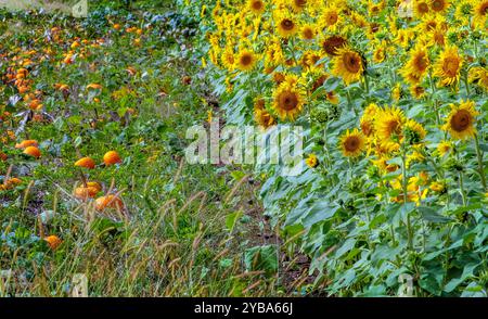 Ein Kürbisfeld wächst neben einem Sonnenblumenfeld auf dieser hübschen Farm in Michigan USA Stockfoto