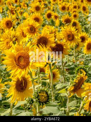 Auf dieser Farm in Michigan USA wachsen goldene Sonnenblumen Stockfoto