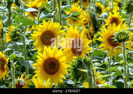 goldene Sonnenblumen blühen in dieser sonnigen Nahaufnahme dieser leuchtenden Blume Stockfoto
