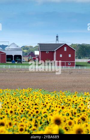 Wunderschöne rote Scheunen sitzen hinter einem großen Sonnenblumenfeld in diesem rustikalen Stillleben auf dem Bauernhof Stockfoto