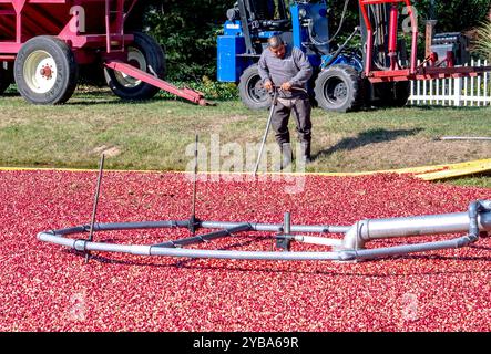 4. Oktober 2024 South Haven Michigan USA: Ein Arbeiter sammelt Preiselbeeren in einem überfluteten Moosmoor in Michigan USA Stockfoto