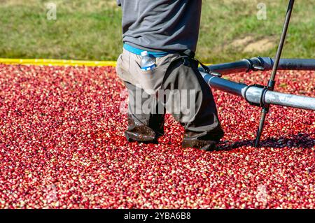 Ein Arbeiter waten in einem See aus roten Preiselbeeren, während sie in diesem feuchten Moor in Michigan, USA, geerntet werden Stockfoto