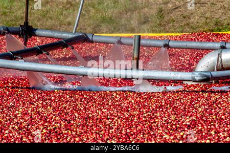 Preiselbeeren werden in Michigan, USA, geerntet Stockfoto