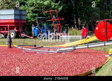 Auf dieser Preiselbeerfarm in Michigan, USA, helfen Arbeiter, eine Fülle frischer Preiselbeeren zu erzeugen Stockfoto