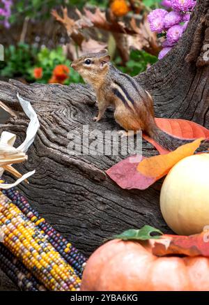 Ein pelziges Spanmunk stürmt in dieses Herbststillleben mit getrocknetem Mais, Blättern und Kürbissen Stockfoto
