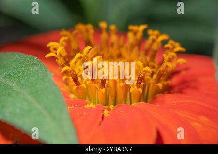 Nahaufnahme einer mexikanischen Sonnenblumenblüte, Tithonia rotundifolia. Stockfoto