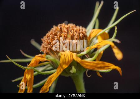 Nahaufnahme einer welkenden Maximilian-Sonnenblume, die aussaat. Stockfoto
